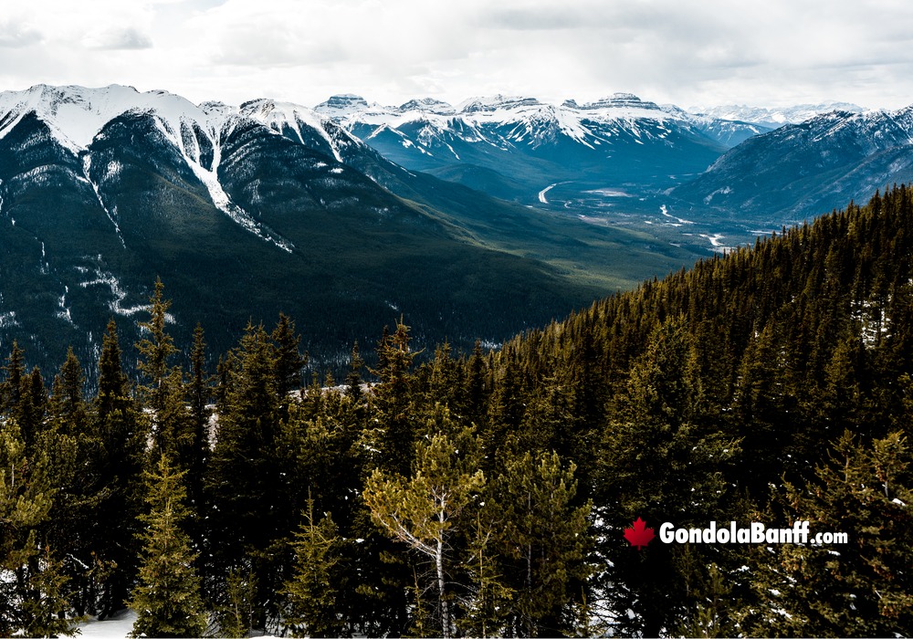 Banff Snowy Sundance Range Forest
