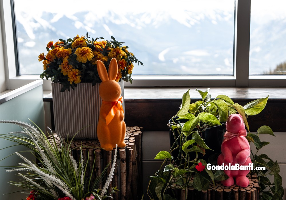 Plant Window Decorations