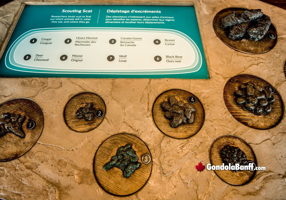 Interactive Scouting Scat