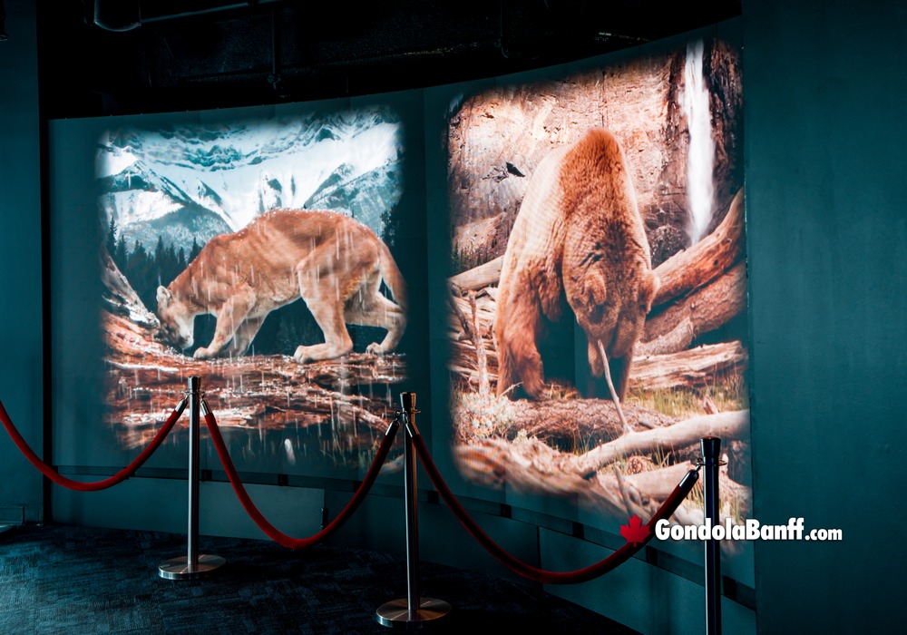 Visitor Watching Wildlife Video