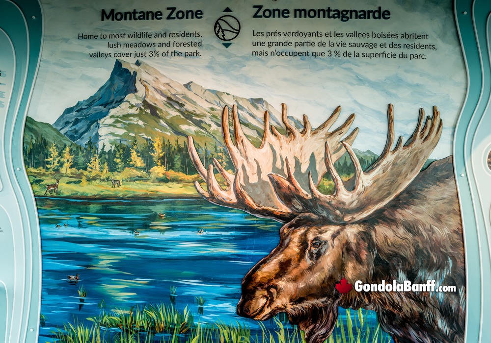 Montane Zone Moose Painting Interpretive