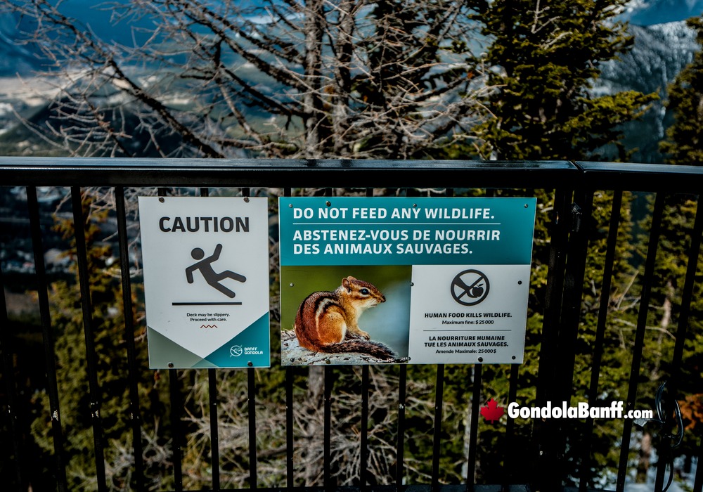 Slippery Caution Sign & Do Not Feed Wildlife on Sulphur Mountain Boardwalk