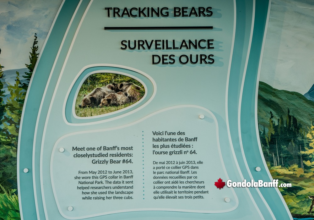 Tracking Bears Sign Grizzly 64