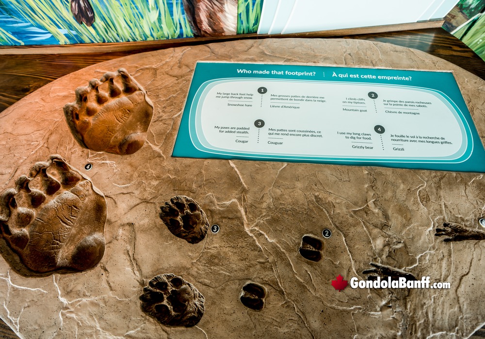 Banff Gondola Educational and Interpretive Areas