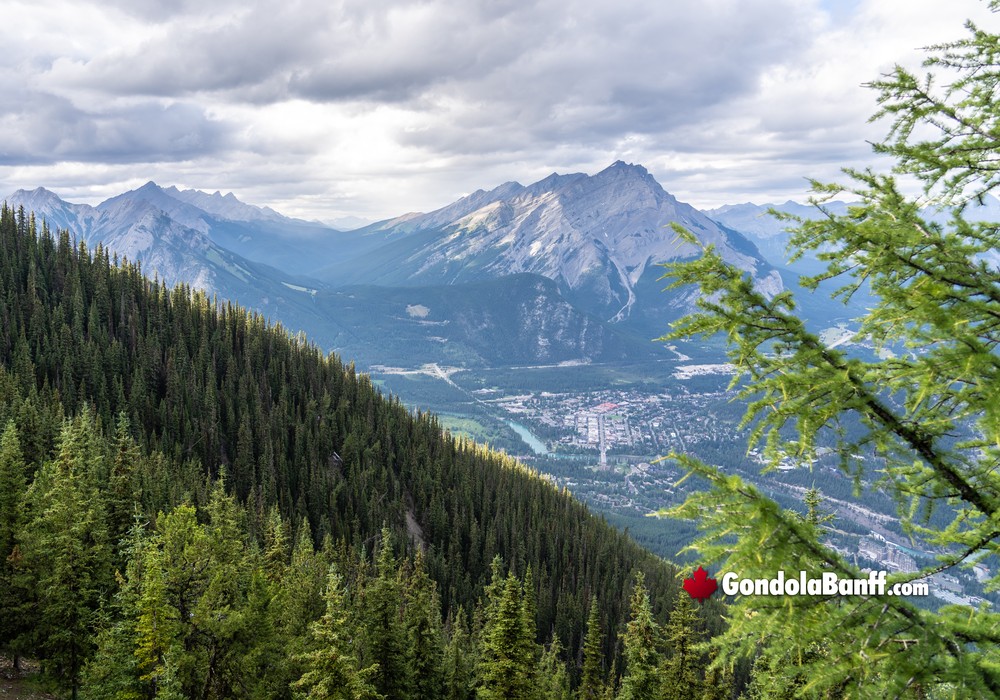 Forest Banff Townsite Views