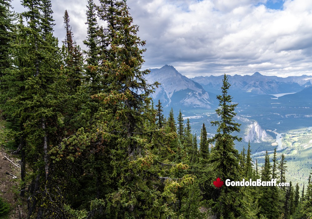 Mountain Forest Views from Banff Gondola
