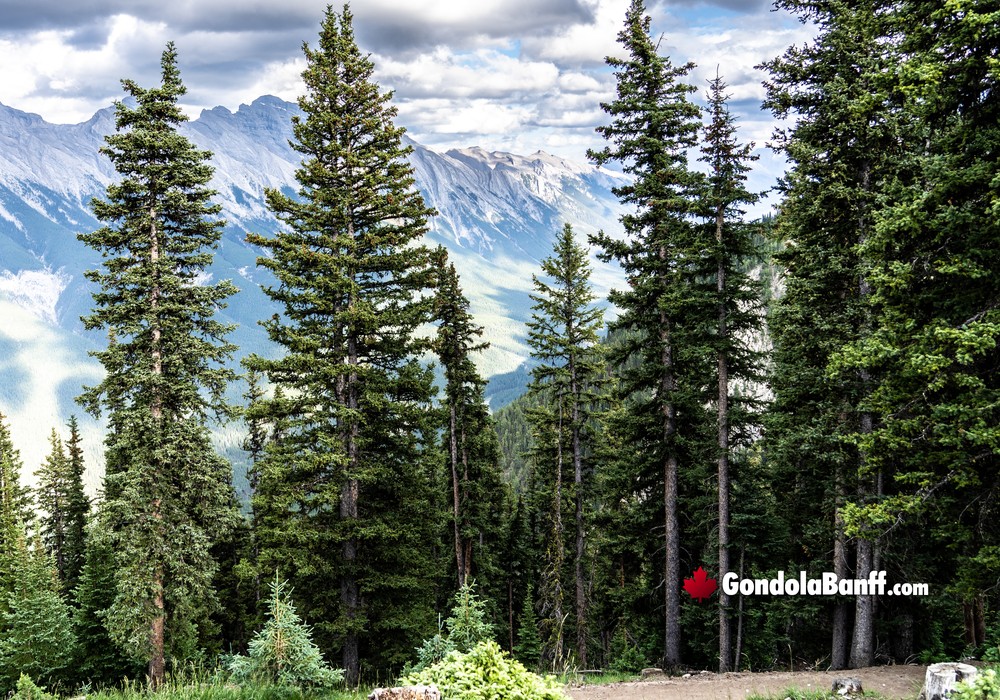 Mountainside Hiking Trails
