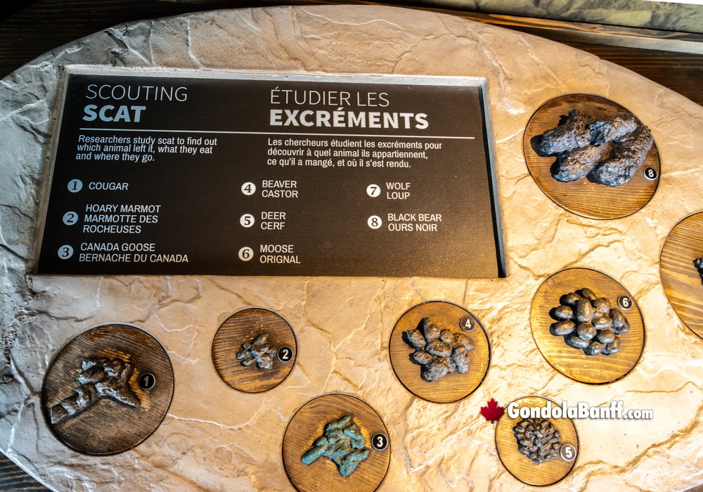 Scouting Wildlife Scat